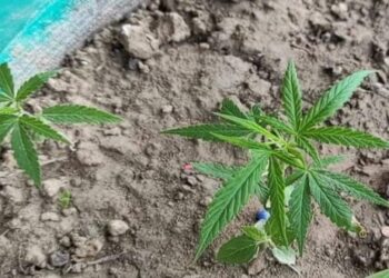 গাঁজার সেবন ও চাষকে বৈধতা দিল জার্মানি
