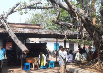 টিনের ছাউনির উপর ভেঙে পড়ল গাছের বড় ডাল, কাটোয়া আদালত চত্বরে পুরানো বটগাছ ঘিরে আতঙ্ক