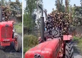 ভাতারে তৃণমূলের পঞ্চায়েত সদস্যার স্বামীর বিরুদ্ধে রাস্তার গাছ কেটে পাচারের চেষ্টার অভিযোগ