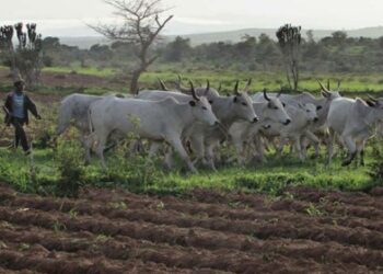 নাইজেরিয়ায় ইস্টার উদযাপনের পরেই ৪ খ্রিস্টানকে হত্যা করেছে ইসলামি সন্ত্রাসবাদী গোষ্ঠী