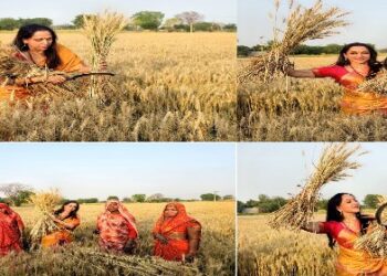 মহিলাদের সাথে ক্ষেতে গম কাটলেন বলিউডের ‘ড্রিম গার্ল’