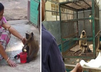 গৃহবধূর কাছে সাহায্যের জন্য ছুটে এল দুর্ঘটনায় জখম হনুমান, অবলা পশুর বুদ্ধিতে বিস্মিত এলাকাবাসী