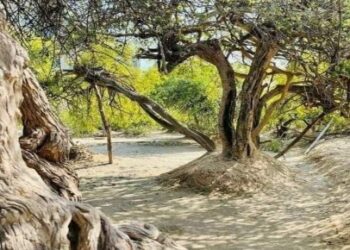 শ্রীকৃষ্ণের লীলাভূমি মথুরার বৃন্দাবনে নিধিবনের অলৌকিক ঘটনার ব্যাখ্যা আজও দিতে পারেনি আধুনিক বিজ্ঞান