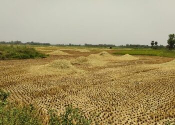 ধান কাটার মরশুম শুরু হতেই নাড়া পোড়ানোর বিষয়ে সতর্ক করে দিলেন বিশেষজ্ঞরা