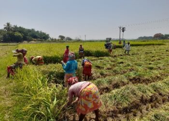 রেকর্ড দহনে জ্বলে পুড়ে ছারখার গোটা বাংলা, তবুও শস্যগোলার বোরো ধান চাষিরা চাইছেন ‘এমন আবহাওয়া চলুক আরও কিছুদিন’