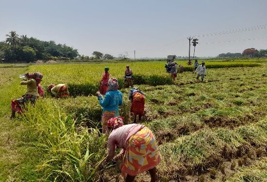রেকর্ড দহনে জ্বলে পুড়ে ছারখার গোটা বাংলা, তবুও শস্যগোলার বোরো ধান চাষিরা চাইছেন ‘এমন আবহাওয়া চলুক আরও কিছুদিন’