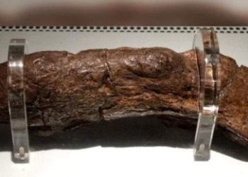 বিশ্বের সবচেয়ে দামি মানব বিষ্ঠা, যার দাম প্রায় সাড়ে ৩২ লক্ষ টাকা