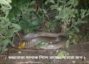 গোখরোর খাদ্য নধরপুষ্ট চন্দ্রবোড়া, এক বিষধর সাপের অন্য বিষধর সাপকে গিলে খাওয়ার ভিডিও ভাইরাল