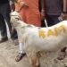 ছাগলের পিঠে “রাম” লিখে জবাই করার চেষ্টা, মুম্বাইয়ে উত্তেজনা, মাংসের দোকানে তালা ঝোলালো প্রশাসন