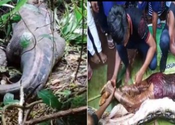 নিখোঁজ হওয়ার ৩ দিন পর ১৬ ফুট অজগরের পেট থেকে উদ্ধার হল মহিলার মৃতদেহ