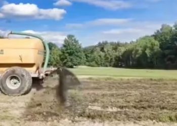 মুসলিম অনুপ্রবেশ আটকাতে জমিতে শুকরের মল ছড়াচ্ছেন পোলিশ কৃষকরা