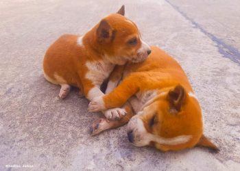 হুগলিতে ফের মানুষের হিংসার শিকার পথকুকুর, ৩ শাবককে ইচ্ছাকৃতভাবে গাড়ির চাকায় পিষে দিল চালক