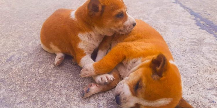 হুগলিতে ফের মানুষের হিংসার শিকার পথকুকুর, ৩ শাবককে ইচ্ছাকৃতভাবে গাড়ির চাকায় পিষে দিল চালক