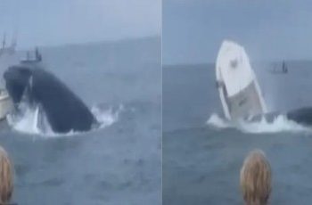 নিউ হ্যাম্পশায়ারের সমুদ্রে বিশাল আকৃতির তিমির হামলায় ডুবে গেল জাহাজ