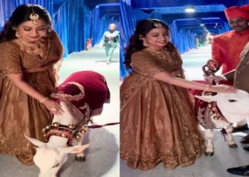 আম্বানিদের বিয়েতে দুই বাছুরকে আদর করা গায়িকা শ্রেয়া ঘোষালের ভিডিও ভাইরাল