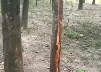 জলপাইগুড়িতে কংগ্রেস কর্মীকে গাছে বেঁধে পিটিয়ে খুনের অভিযোগ তৃণমূলের বিরুদ্ধে, নদী পেড়িয়ে থানায় গিয়েও বাবাকে বাঁচাতে পারল না নাবালক ছেলে