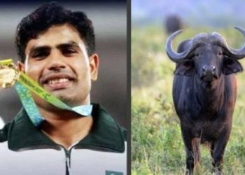 পাকিস্তানি সোনা জয়ী অ্যাথলিট আরশাদ নাদিমকে দিতে হবে ৩ কোটি টাকা ট্যাক্স, উপহার পেলেন একটা আস্ত মোষ