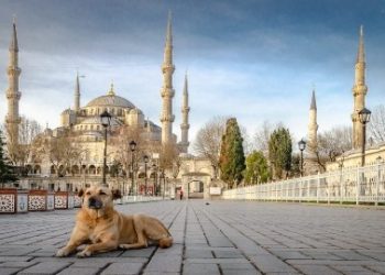 “পথ কুকুর জবাই আইন” পাস করেছে ইসলামি রাষ্ট্র তুরস্ক !