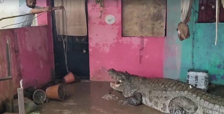 ভাদোদরায় বৃষ্টির পরে বন্যার জলে লোকালয়ে কুমির ঢুকে পথকুকুর শিকার করল বিশাল কুমির, আতঙ্কে মানুষ