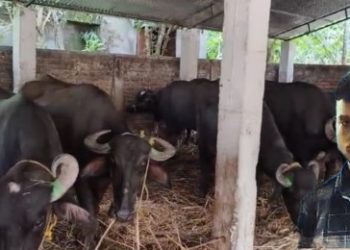 কনটেনারের ভিতরে মোষ পাচার, পাচারকারীকে হাতেনাতে ধরল শিলিগুড়ির বিধাননগর পুলিশ