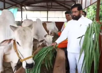 গৃহপালিত গরুকে ‘রাজ্যমাতা গোমাতা’ ঘোষণা করেছে মহারাষ্ট্র সরকার