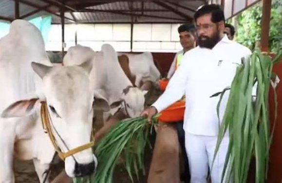 গৃহপালিত গরুকে ‘রাজ্যমাতা গোমাতা’ ঘোষণা করেছে মহারাষ্ট্র সরকার