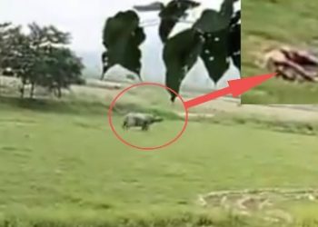 আসামের পবিটোরা বন্যপ্রাণী অভয়ারণ্যে রোহিঙ্গা ব্যক্তিকে পিষে মারল গন্ডার