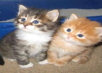 বিড়াল পোষার অপরাধে ইরানি দম্পতির কারাদণ্ড