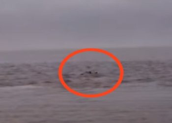 সামশেরগঞ্জ ও ফরাক্কার মাঝে ভাগিরথীর জলের তোড়ে ডুবে গেছে একাধিক ডিঙি ও নৌকা, তলিয়ে যায় ১০ মৎস্যজীবী