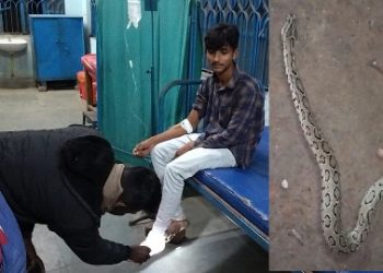 ছোবল দেওয়া প্রকাণ্ড চন্দ্রবোড়া সাপকে নিয়ে হাসপাতালে হাজির যুবক, সাপ দেখে শিউরে উঠলেন চিকিৎসক ও নার্সরা