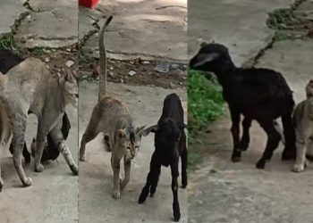 দুই বিজাতীয় প্রাণীর গভীর প্রেমে হতবাক পূর্ব বর্ধমানের ভাতারবাসী