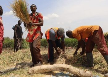 নাইজেরিয়া :ধান কাটার কাজ করার সময় ৫ খ্রিস্টান কৃষককে নৃশংসভাবে হত্যা করেছে মুসলিম জঙ্গিরা