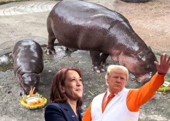 ডোনাল্ড ট্রাম্প নাকি কমলা হ্যারিস ? কে পরবর্তী রাষ্ট্রপতি বলে দিল জলহস্তী