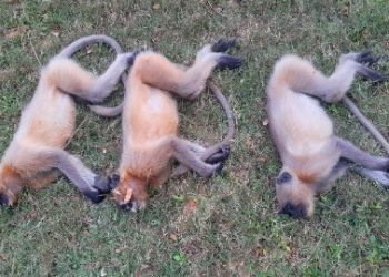 কেতুগ্রামে খাবারে বিষ মিশিয়ে হনুমান মেরে ফেলার অভিযোগ