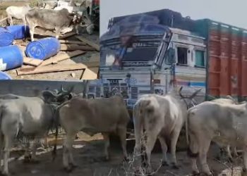 জলপাইগুড়ি : পাচারের আগেই ১৫টি গরু সহ গ্রেফতার আসামের সহিদুল ইসলাম