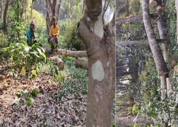 বন দফতরের বিনা অনুমতিতে শতাধিক গাছ কেটে নেওয়ার অভিযোগ মন্ত্রী সিদ্দিকুল্লাহর ভাইয়ের বিরুদ্ধে, জরিমানা দিয়ে রেহাই