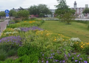 ৩১ বছর বয়সী মহিলাকে গনধর্ষণ করেছিল ৫ মুসলিম শরণার্থী কিশোর, নামমাত্র সাজা দিল ‘সেকুলার’ ডাচ আদালত, বিচারকদের রায়ে ব্যাপক ক্ষোভ নেদারল্যান্ডসে