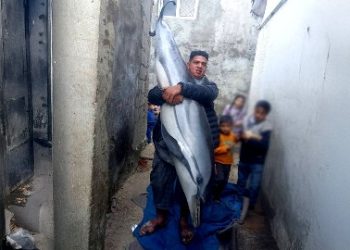 ডলফিন ধরে খেয়ে ফেললো গাজার বুভুক্ষু জেলেরা
