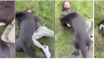 ১২ বছর বয়সী মেয়েকে ধর্ষণের চেষ্টা করা পাকিস্তানি যুবকের দিকে জোড়া কুকুর লেলিয়ে দিলেন ব্রিটিশ ব্যক্তি, ভিডিও ভাইরাল
