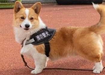 কর্তব্যরত অবস্থায় ঘুমিয়ে পড়া পুলিশ কুকুরের বোনাস কেটে নিল চীনা দপ্তর