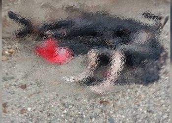 আফগানিস্তানের নানগারহারে ২ ব্যক্তিকে জীবন্ত পুড়িয়ে মেরেছে তালিবান