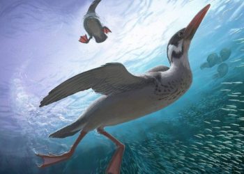 পৃথিবীর প্রাচীনতম আধুনিক পাখির হদিশ করে ফেললেন বিজ্ঞানীরা 