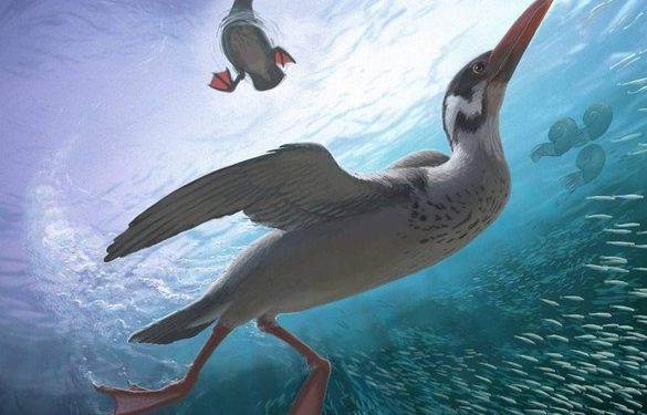 পৃথিবীর প্রাচীনতম আধুনিক পাখির হদিশ করে ফেললেন বিজ্ঞানীরা