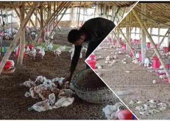 অজানা রোগে মুর্গির মড়ক, চরম ক্ষতিগ্রস্ত পূর্ব বর্ধমান জেলার ভাতার ও আউশগ্রামের পোল্ট্রি ফার্ম মালিকরা