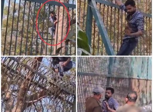 আজব প্রেম ! প্রেমিকার সামনে বীরত্ব দেখাতে সটান বাঘের খাঁচায় প্রেমিক