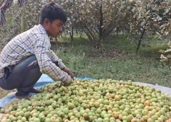 মহাকুম্ভ মেলার কারনে কপাল খুলে গেছে কালনার পূর্বস্থলীর কুল চাষিদের