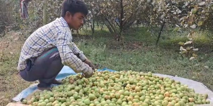 মহাকুম্ভ মেলার কারনে কপাল খুলে গেছে কালনার পূর্বস্থলীর কুল চাষিদের