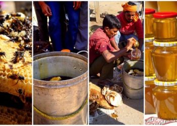 দক্ষিণ দিনাজপুর জেলার সুস্বাদু মধু পাড়ি দিল গুজরাটে