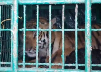 অবশেষে ধরা পড়ল বনকর্মীর উপর হামলা করা বাঘ, স্বস্তি ফিরল কুলতলিতে 
