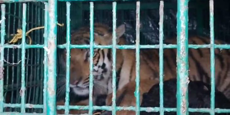 অবশেষে ধরা পড়ল বনকর্মীর উপর হামলা করা বাঘ, স্বস্তি ফিরল কুলতলিতে 
